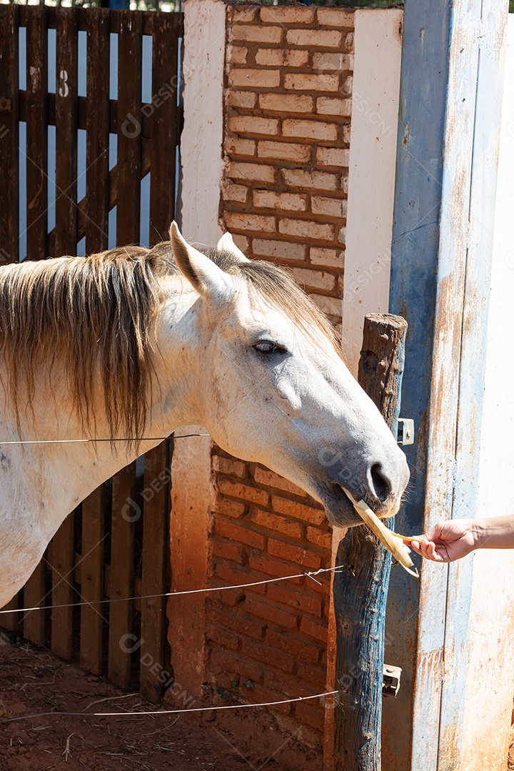 Cavalo branco de competição em uma cerca na fazenda