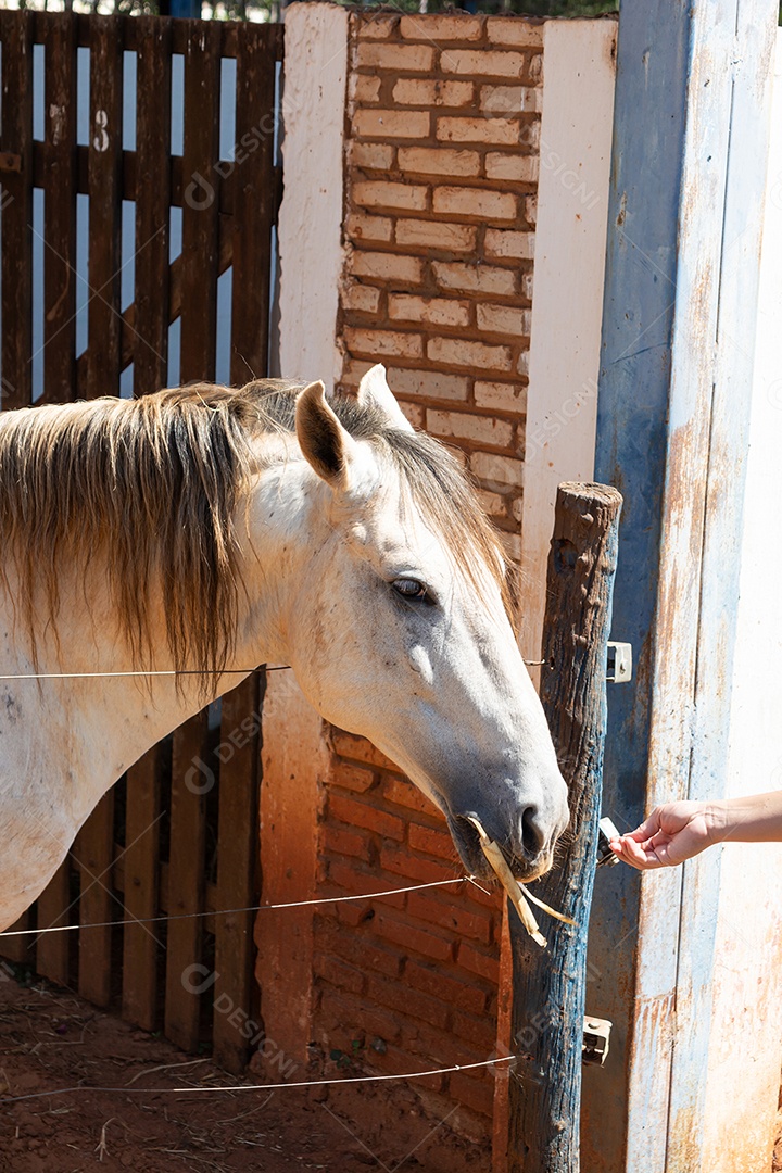 Cavalo branco de competição em uma cerca na fazenda