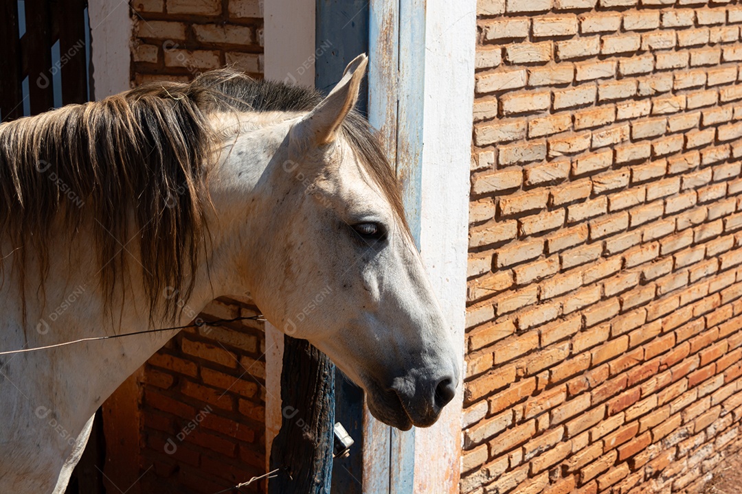Cavalo branco de competição em uma cerca na fazenda
