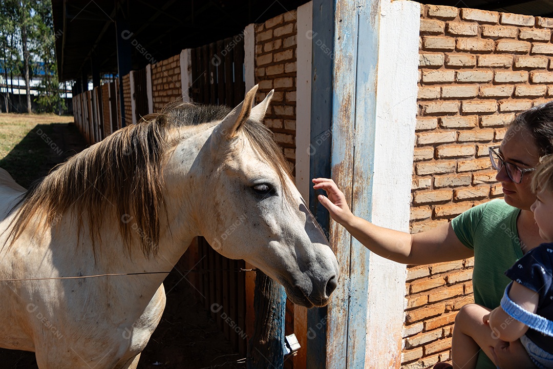 Cavalo branco de competição em uma cerca na fazenda