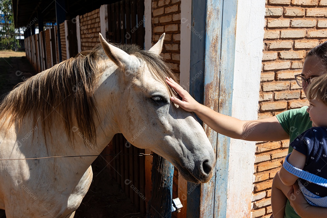 Cavalo branco de competição em uma cerca na fazenda