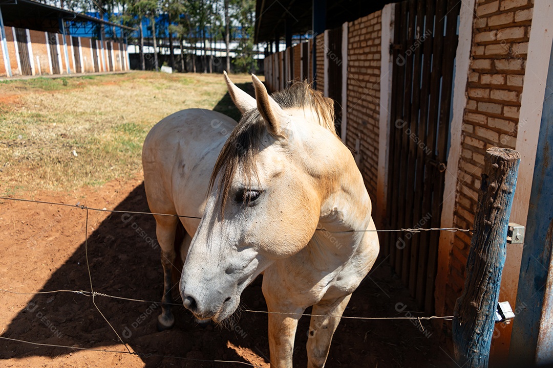 Cavalo branco de competição em uma cerca na fazenda
