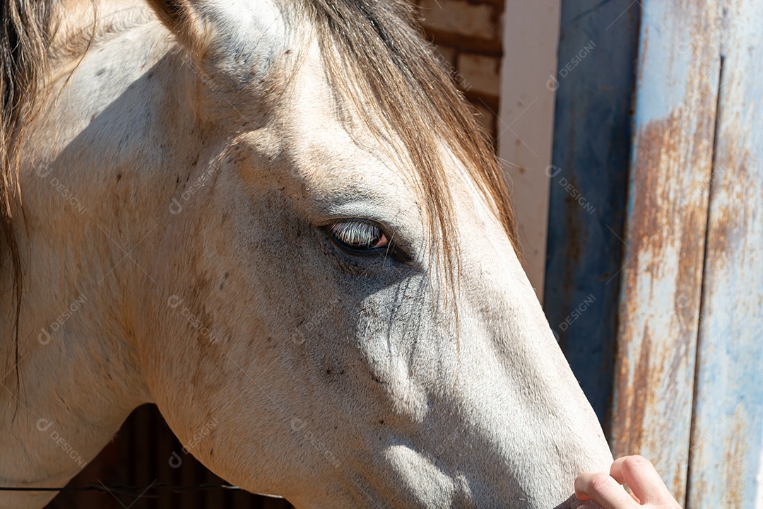 Cavalo branco de competição em uma cerca na fazenda
