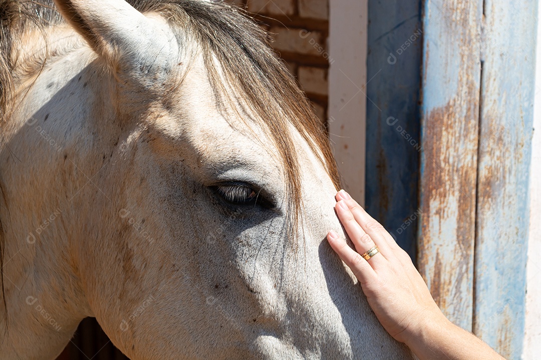 Cavalo branco de competição em uma cerca na fazenda
