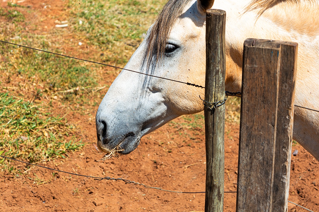 Cavalo branco de competição em uma cerca na fazenda