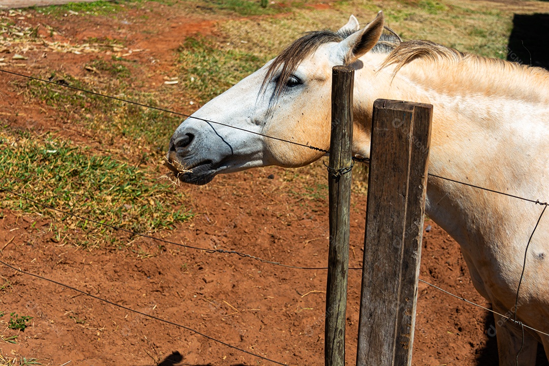 Cavalo branco de competição em uma cerca na fazenda