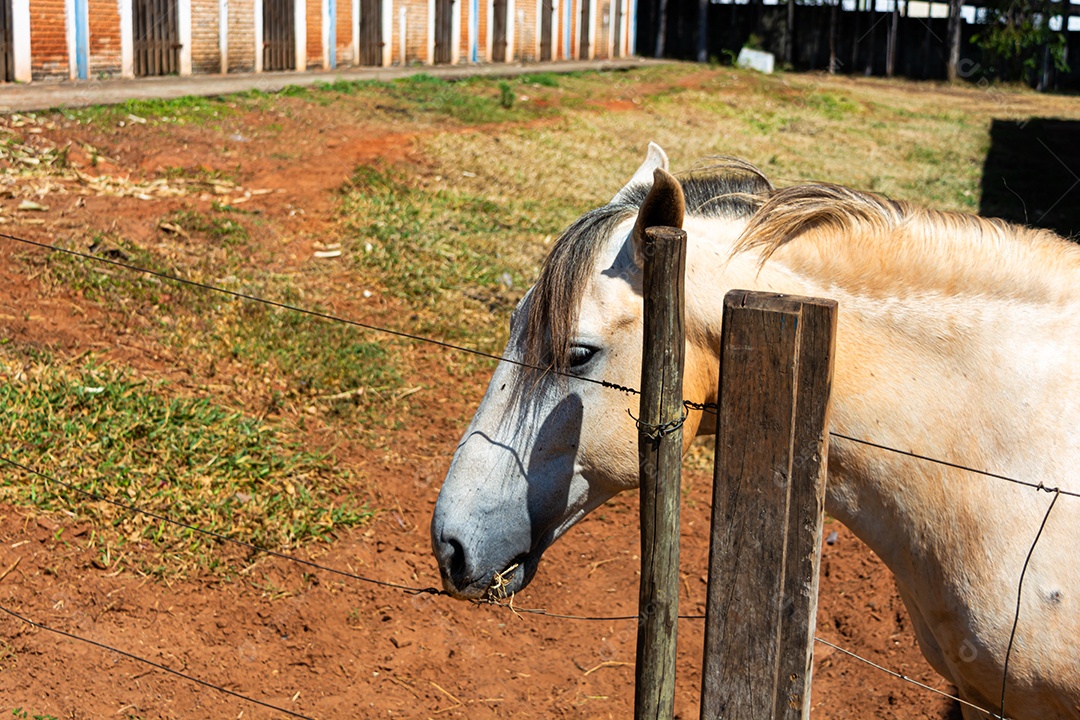 Cavalo branco de competição em uma cerca na fazenda