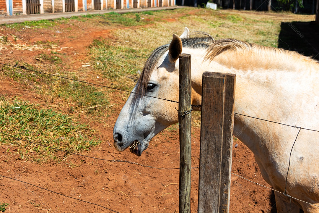 Cavalo branco de competição em uma cerca na fazenda