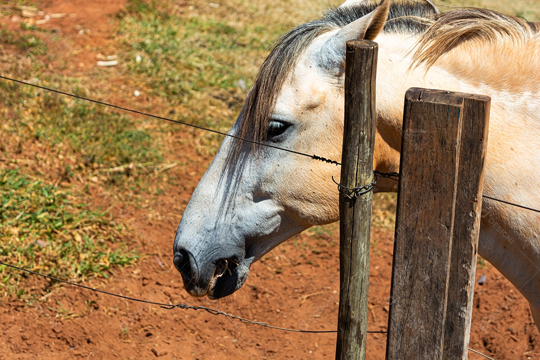 Cavalo branco de competição em uma cerca na fazenda