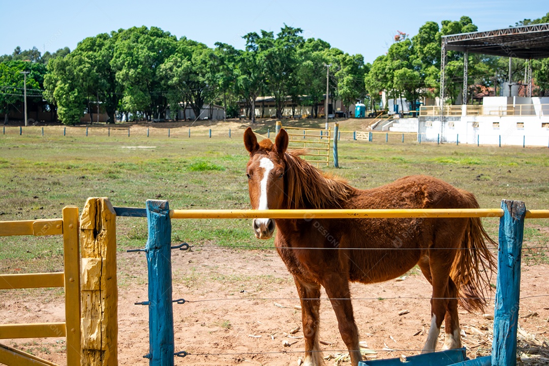 Cavalo de competição em uma arena de rodeio