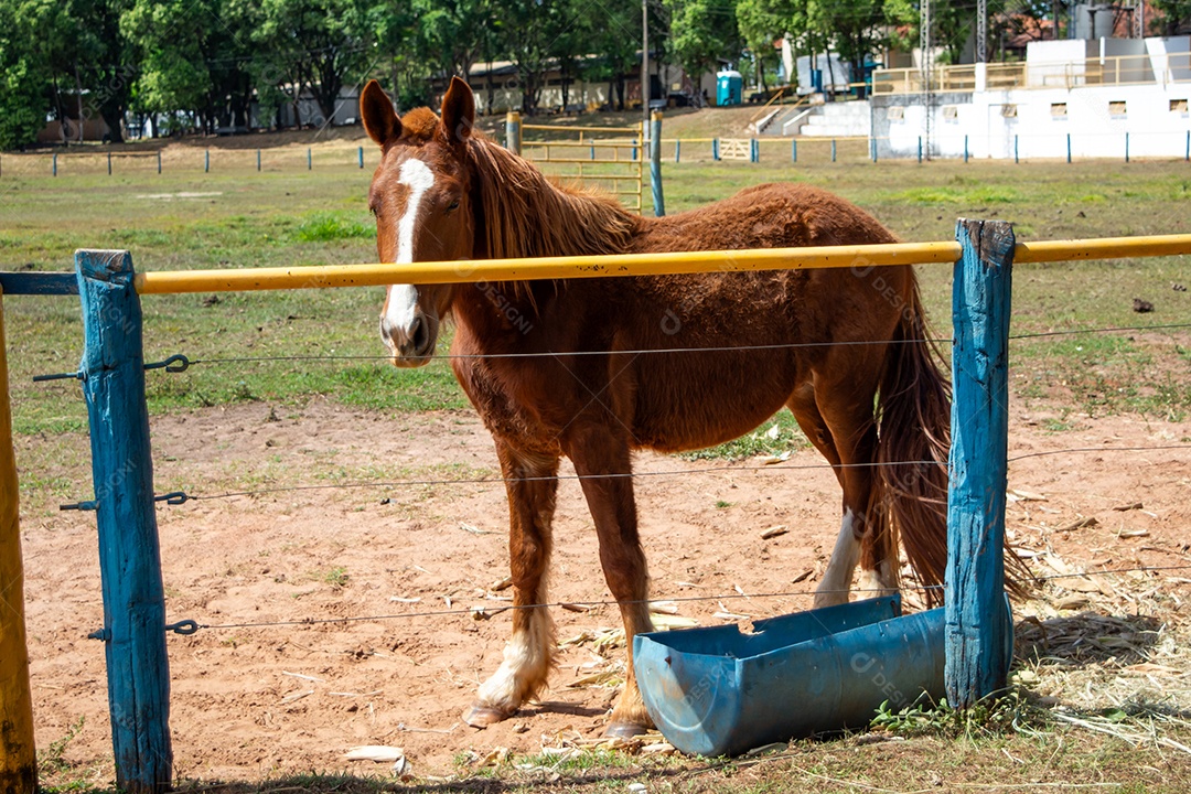 Cavalo de competição em uma arena de rodeio