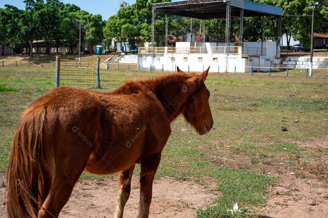 Cavalo de competição em uma arena de rodeio
