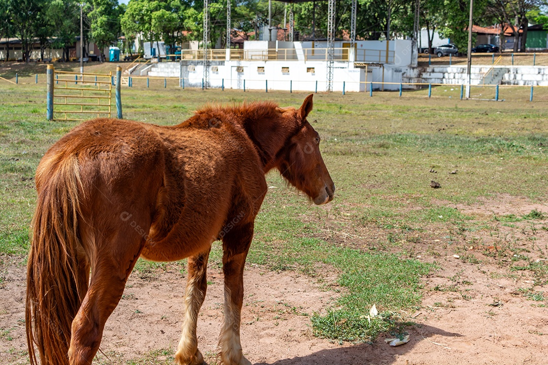 Cavalo de competição em uma arena de rodeio