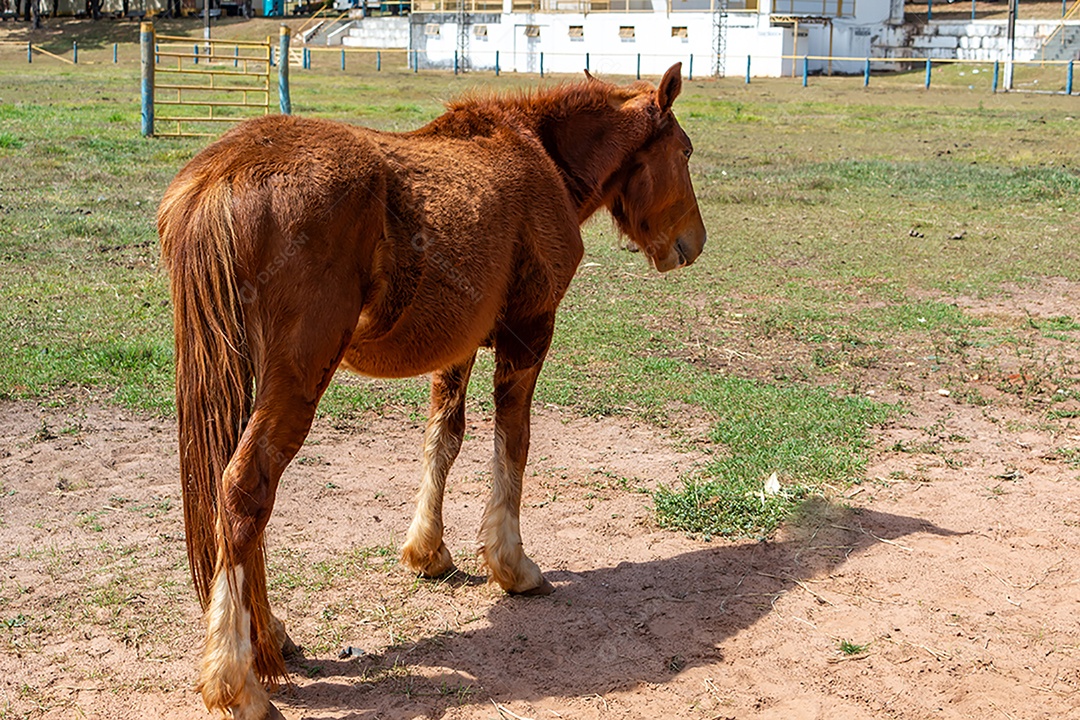 Cavalo de competição em uma arena de rodeio