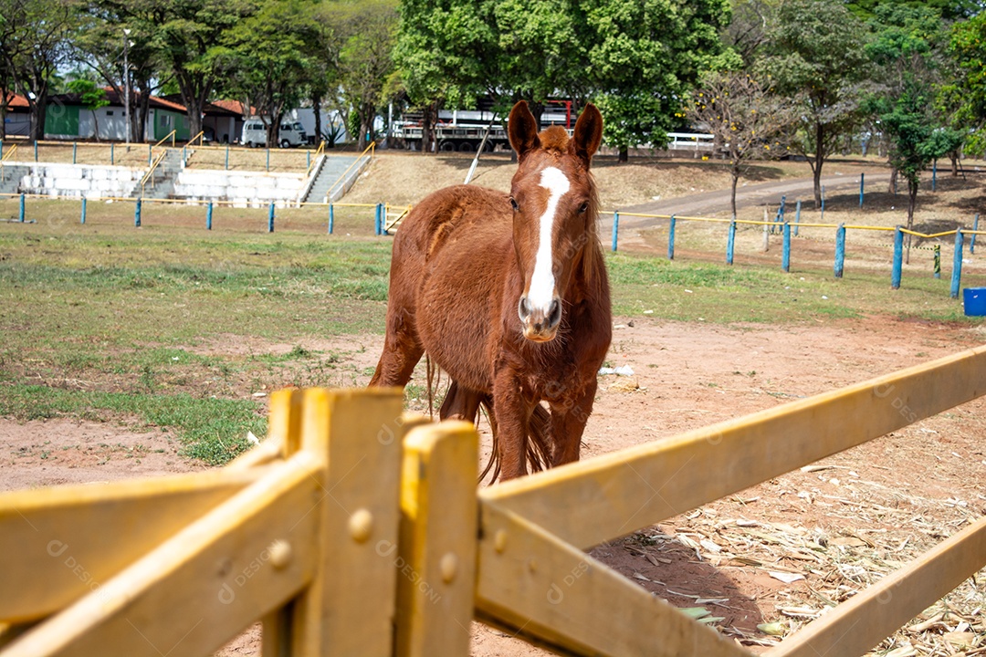 Cavalo de competição em uma arena de rodeio