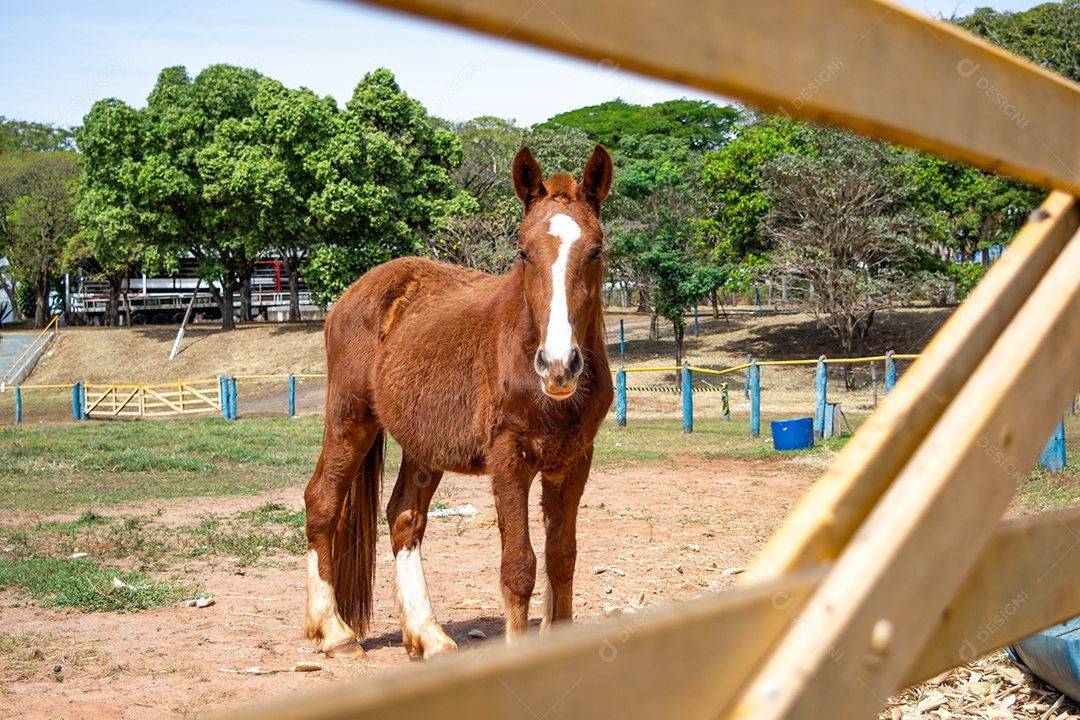 Cavalo de competição em uma arena de rodeio