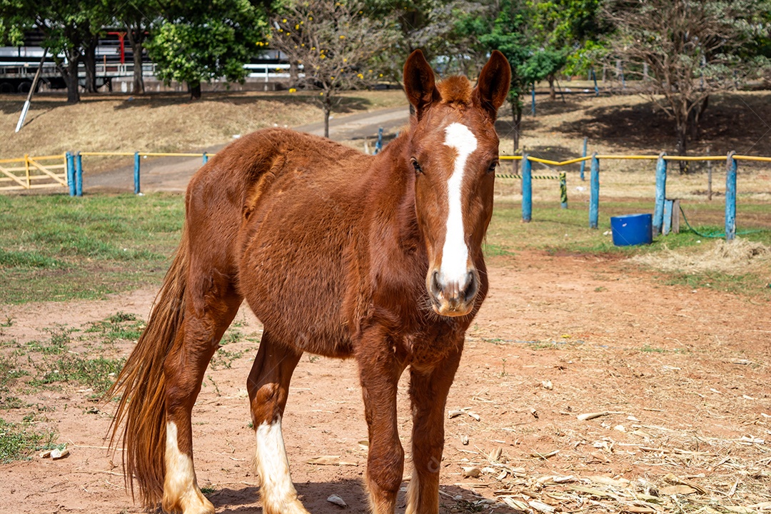 Cavalo de competição em uma arena de rodeio