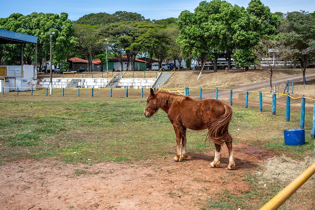 Cavalo de competição em uma arena de rodeio