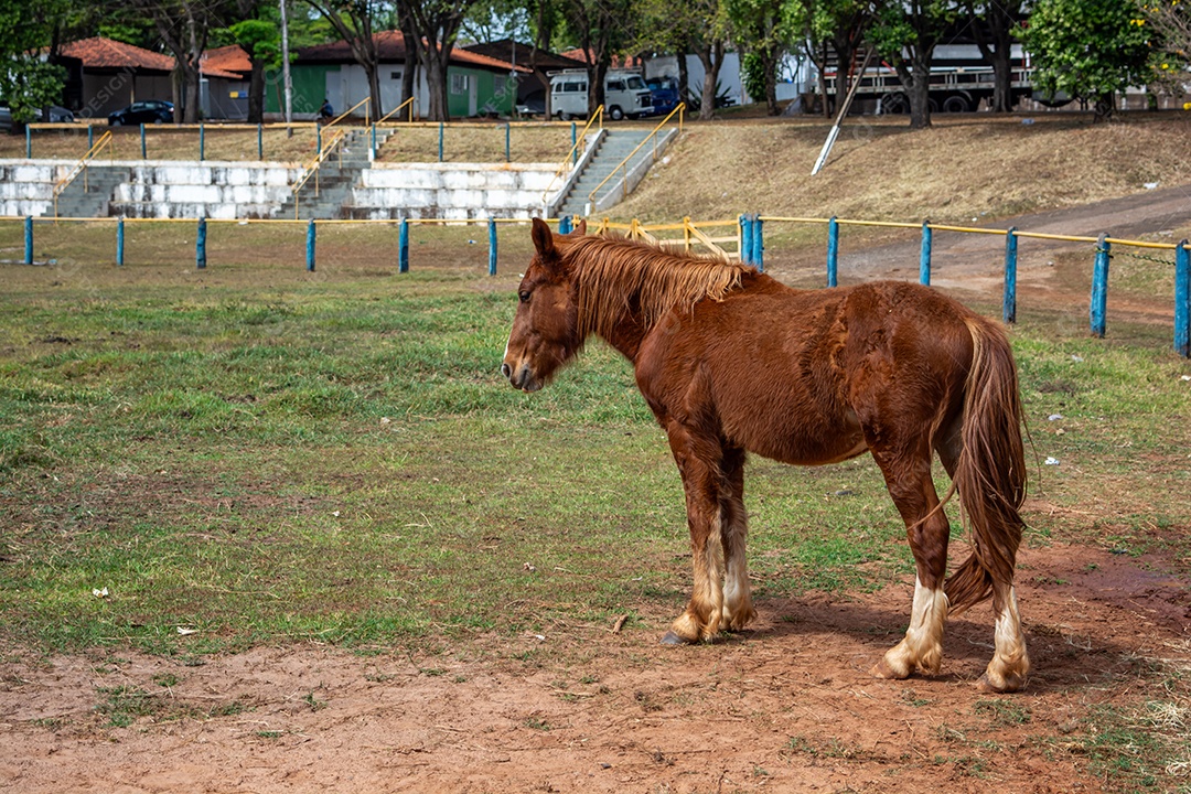 Cavalo de competição em uma arena de rodeio