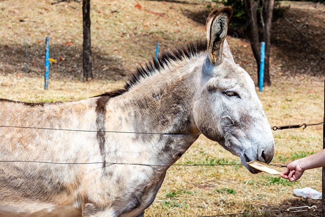 Retrato de um burro branco de competição em uma fazenda