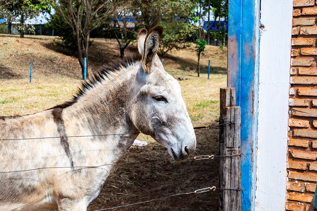 Retrato de um burro branco de competição em uma fazenda