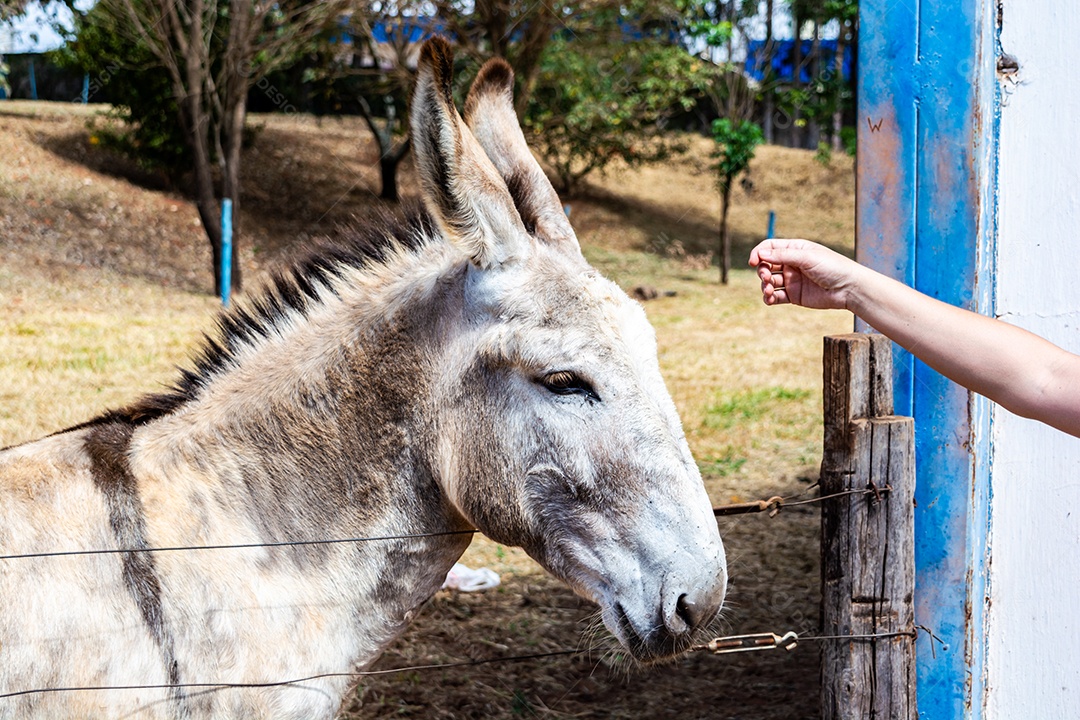 Retrato de um burro branco de competição em uma fazenda