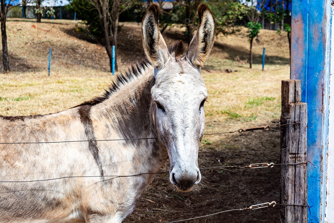 Retrato de um burro branco de competição em uma fazenda