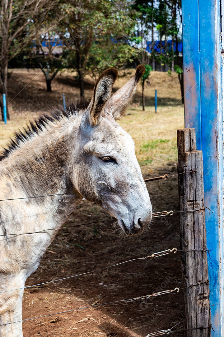 Retrato de um burro branco de competição em uma fazenda