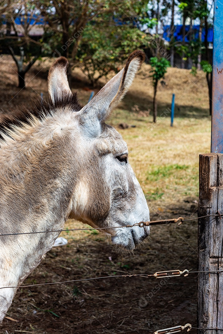 Retrato de um burro branco de competição em uma fazenda