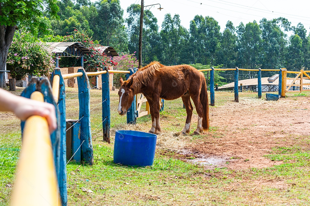 Cavalo de competição em uma arena de rodeio