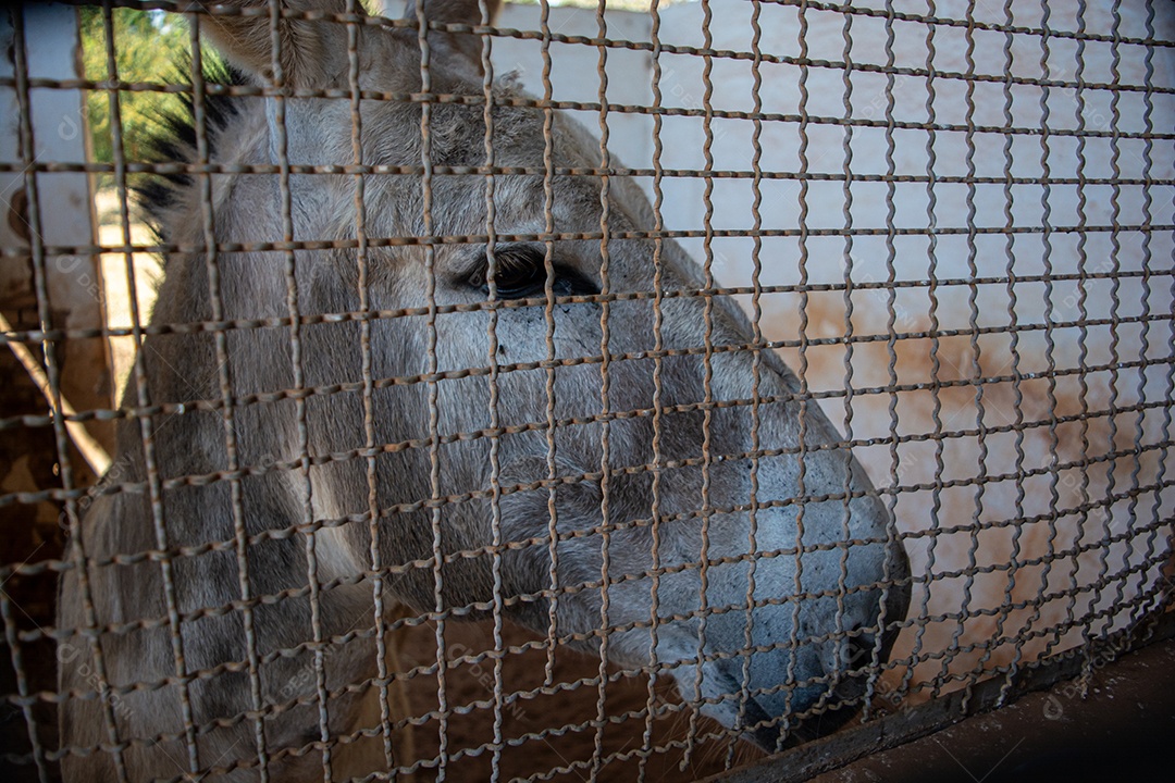 Burro em exposição em festa de rodeio