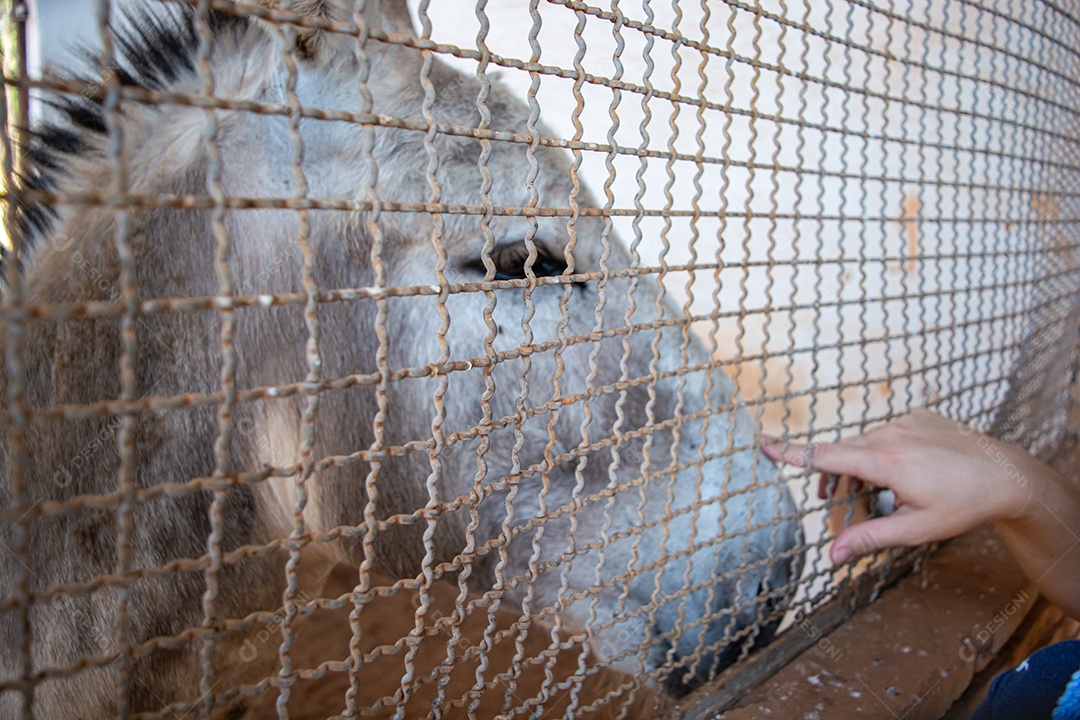 Burro em exposição em festa de rodeio