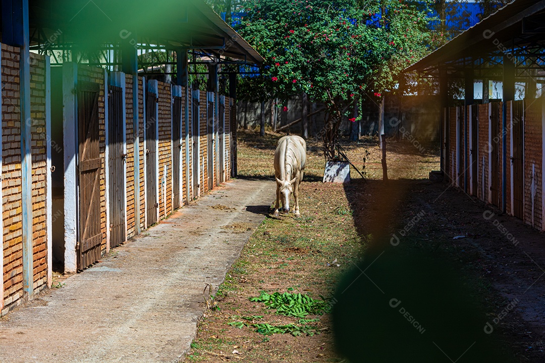 Cavalo branco em exposição em uma fazenda, preparado para competição de rodeio