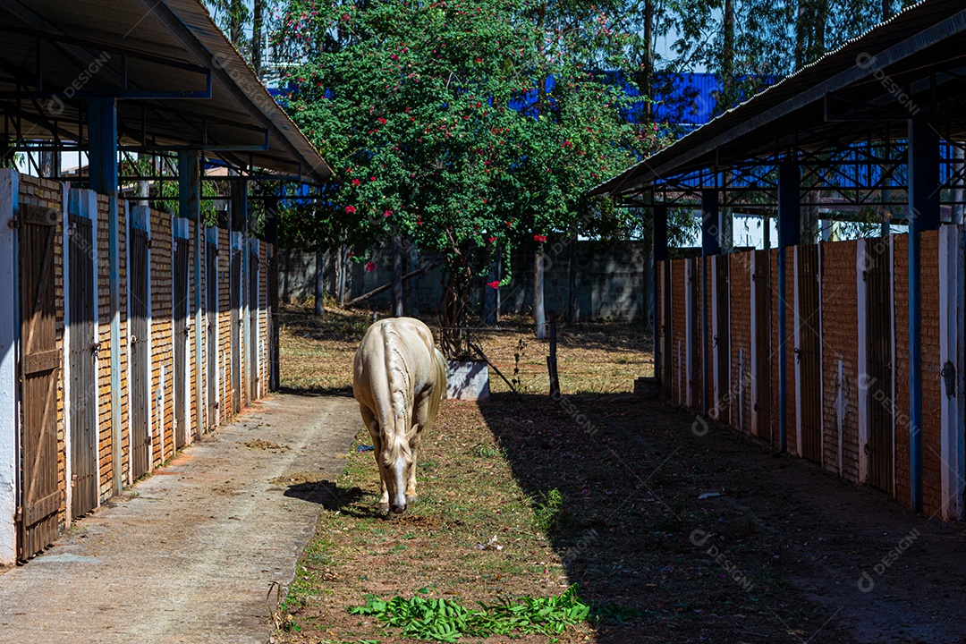 Cavalo branco em exposição em uma fazenda, preparado para competição de rodeio