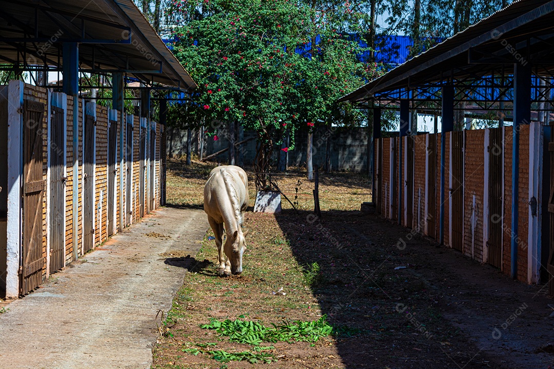 Cavalo branco em exposição em uma fazenda, preparado para competição de rodeio