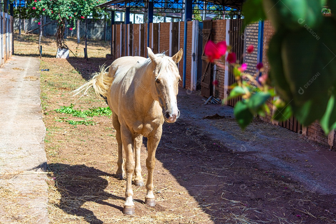 Cavalo branco em exposição em uma fazenda, preparado para competição de rodeio