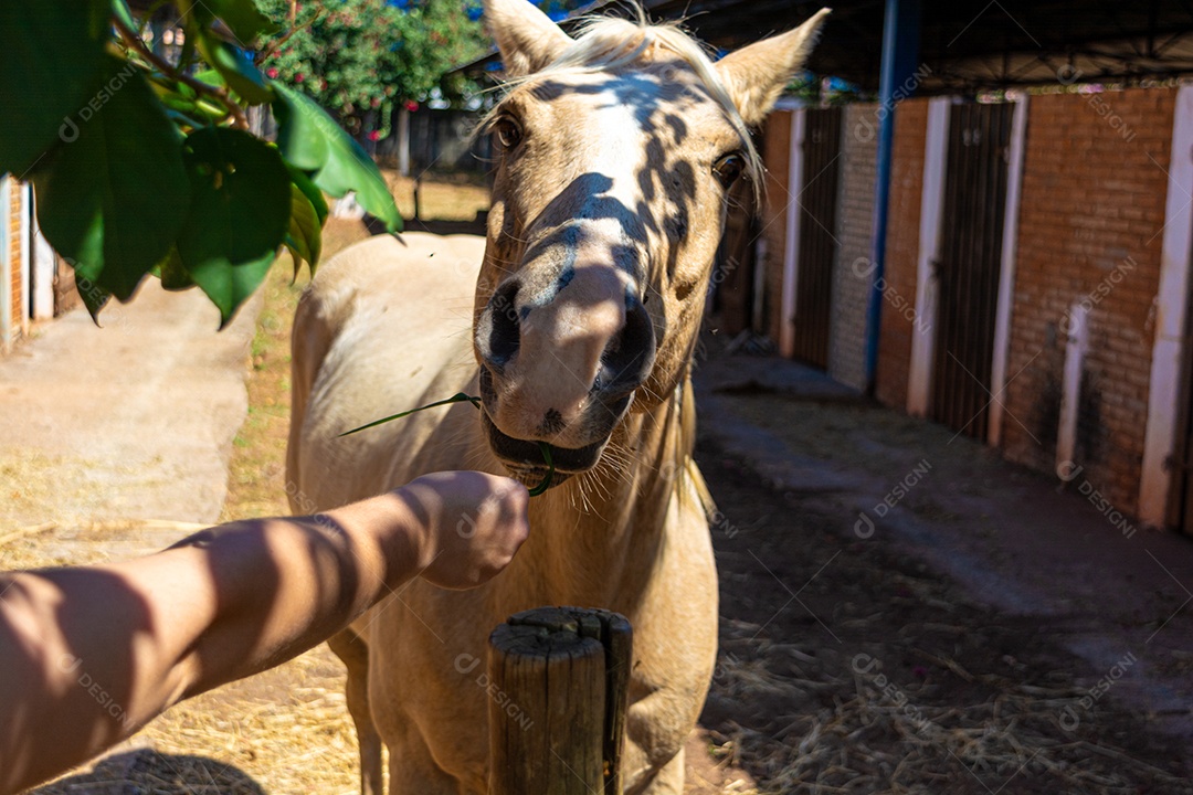 Cavalo branco em exposição em uma fazenda, preparado para competição de rodeio
