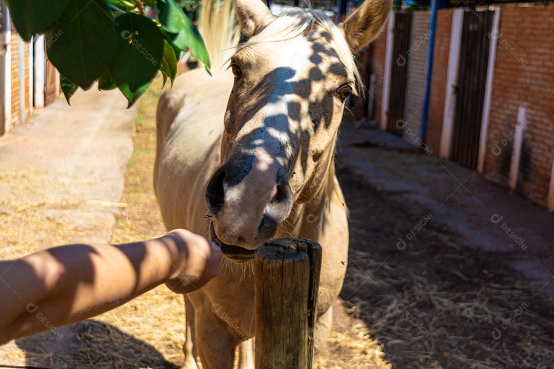 Cavalo branco em exposição em uma fazenda, preparado para competição de rodeio