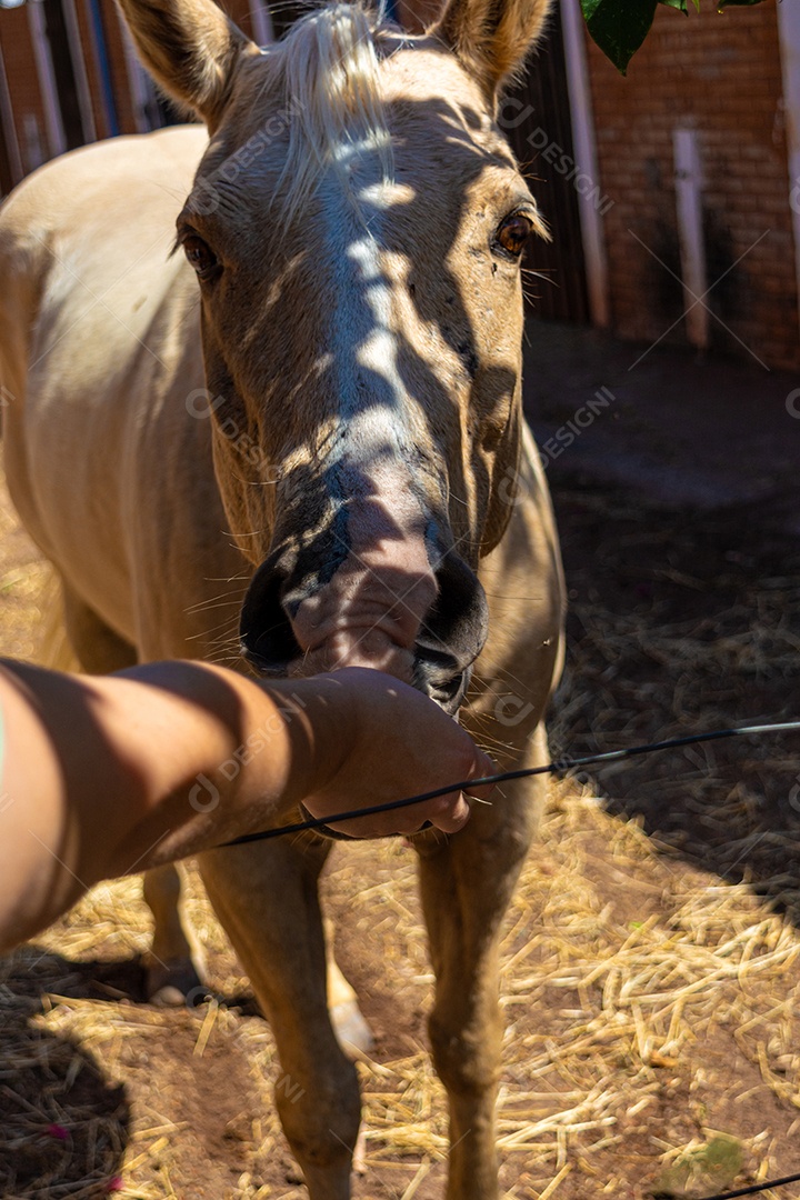 Mulher acariciando um cavalo branco preparado para competição de rodeio