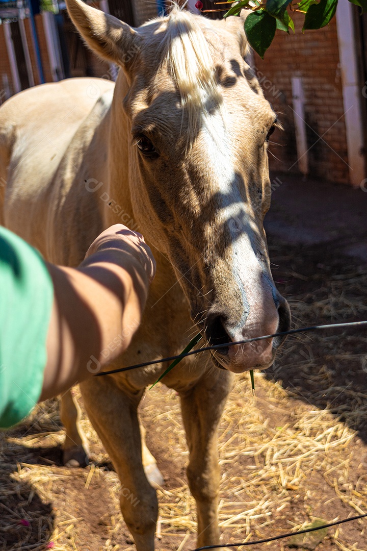 Mulher acariciando um cavalo branco preparado para competição de rodeio