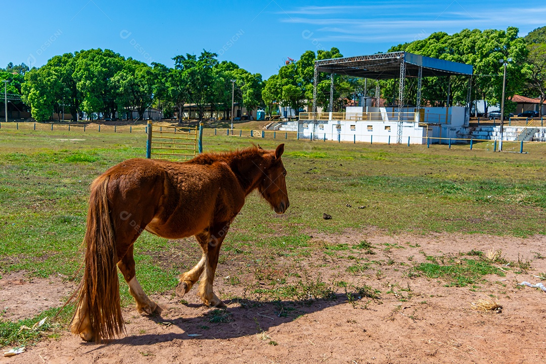 Cavalo de competição em uma arena de rodeio