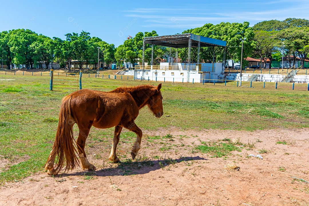 Cavalo de competição em uma arena de rodeio