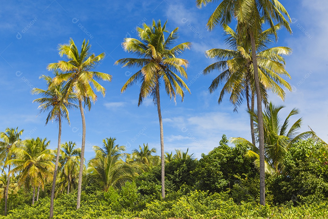 Lindos coqueiros da praia tropical