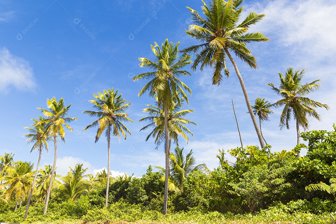 Lindos coqueiros da praia tropical