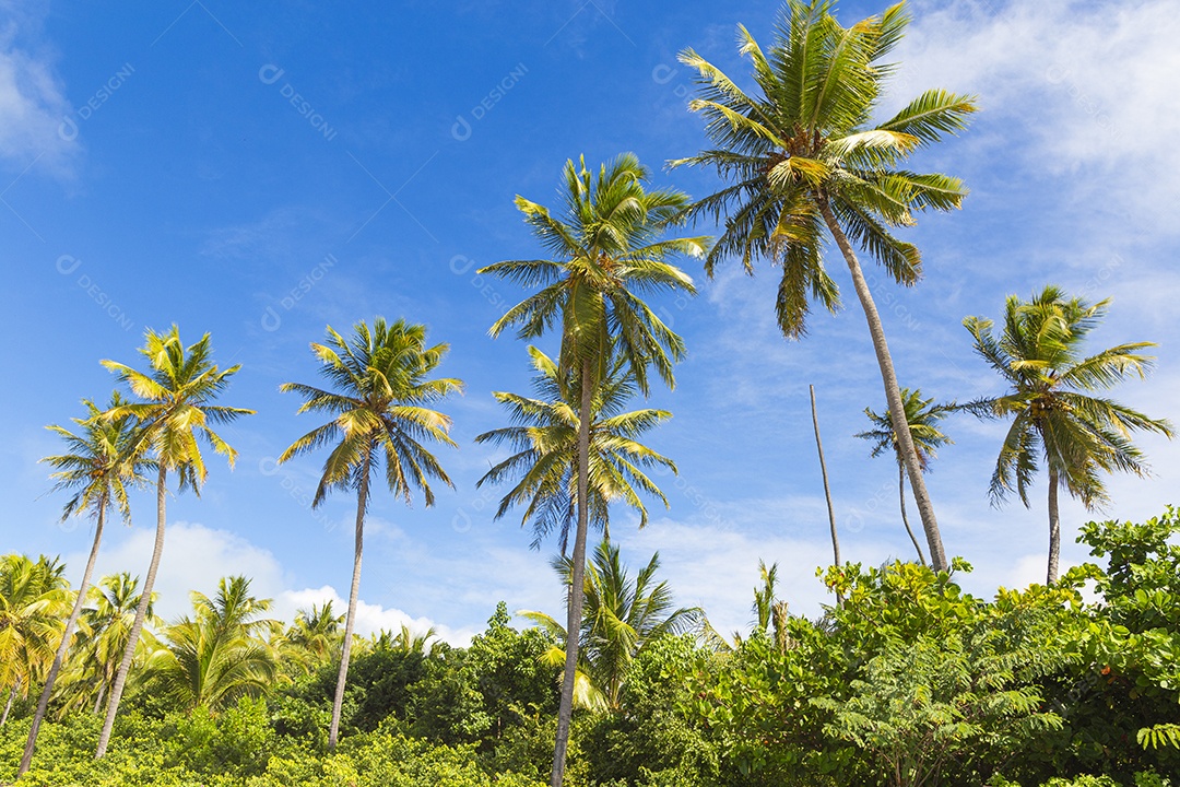 Lindos coqueiros da praia tropical
