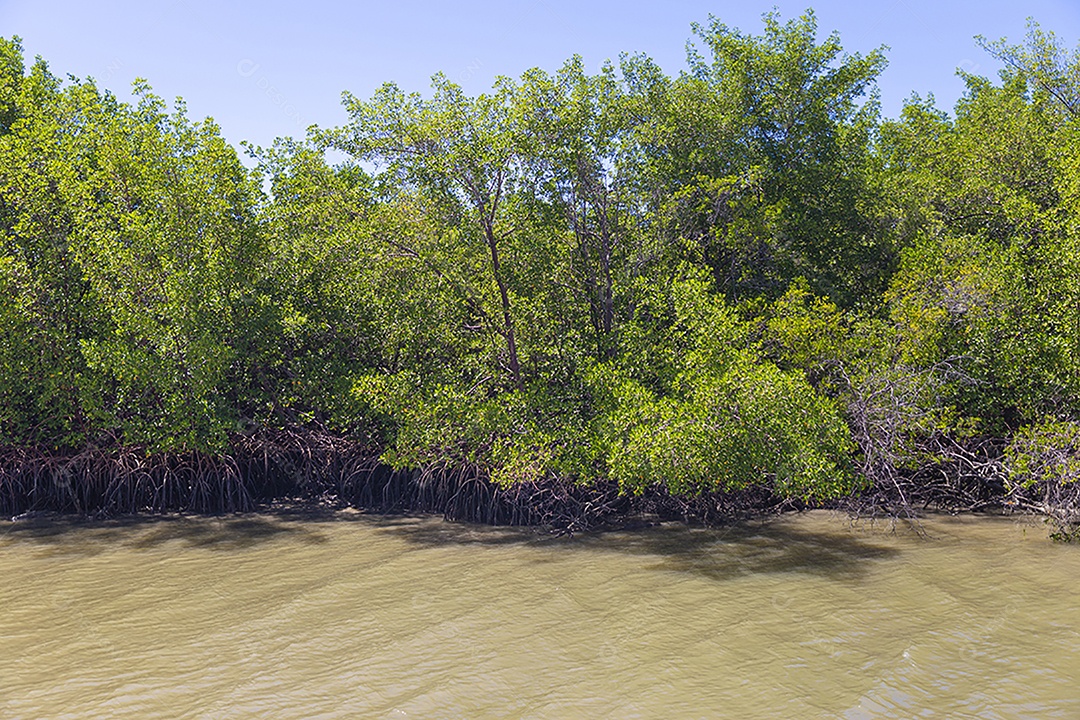 Paisagem de um rio correndo sobre a floresta
