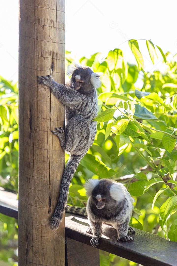 Lindos micos-Leões dourados