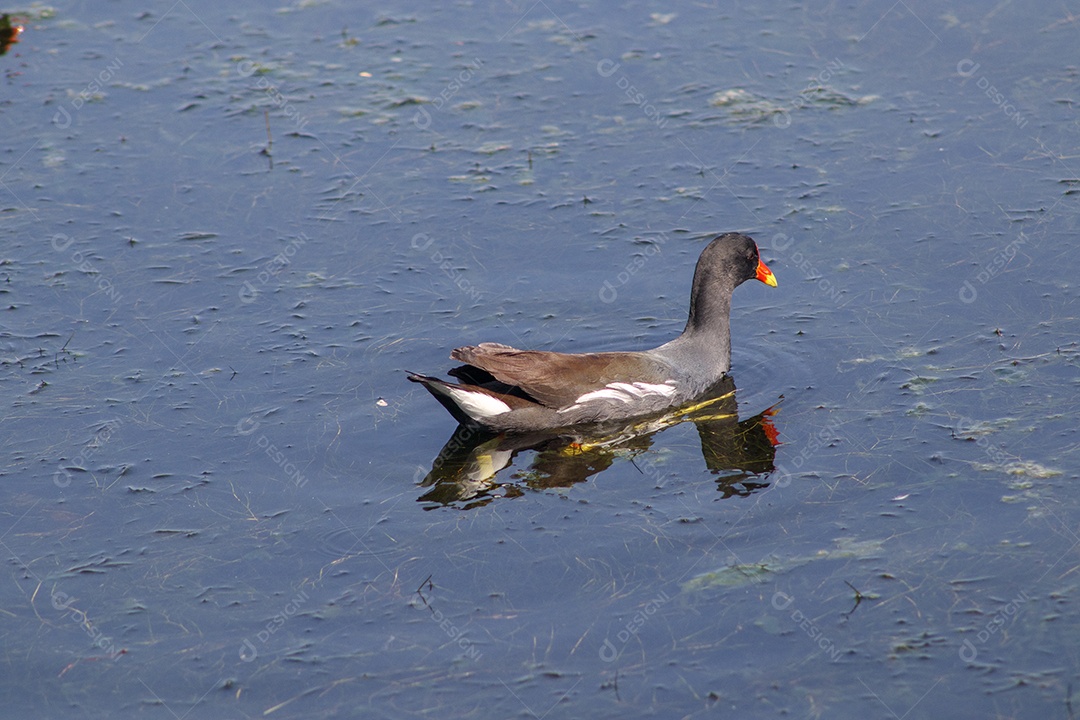 Aves aquáticas ao ar livre na Lagoa Rodrigo de Freitas, no Rio de Janeiro.
