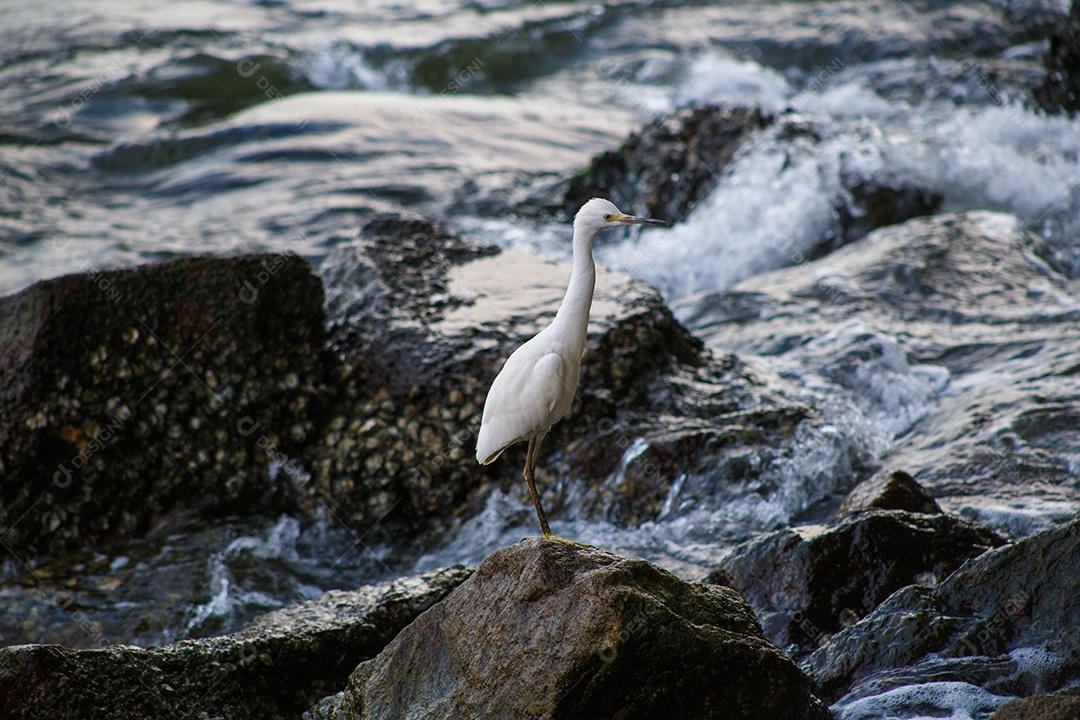 Garça-branca ao ar livre na Lagoa Rodrigo de Freitas, no Rio de Janeiro.