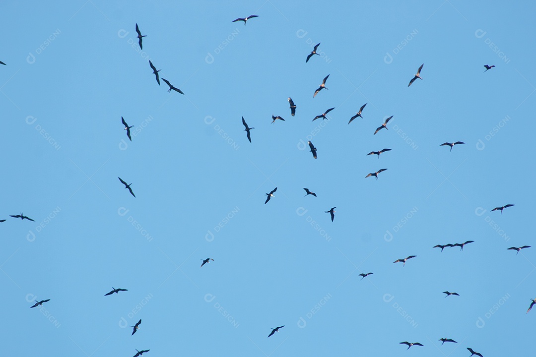 fragatas no céu azul do Rio de Janeiro Brasil.